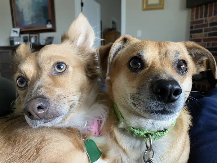 Good Shepherd Veterinary Hospital - Broken Arrow Picture 4