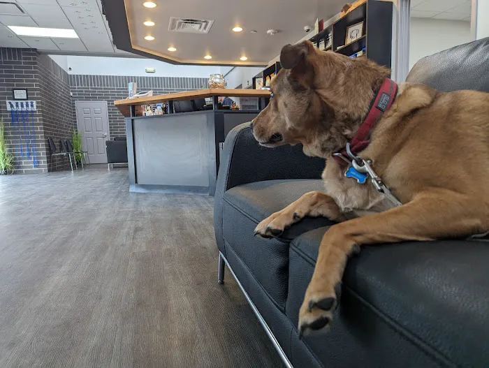 Good Shepherd Veterinary Hospital - Broken Arrow Picture 6