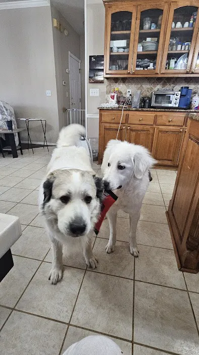 Good Shepherd Veterinary Hospital - Broken Arrow Picture 7