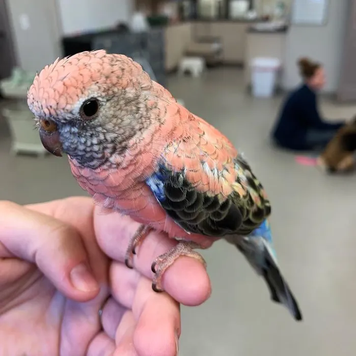 Good Shepherd Veterinary Hospital - Broken Arrow Picture 10