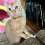 Banfield Pet Hospital