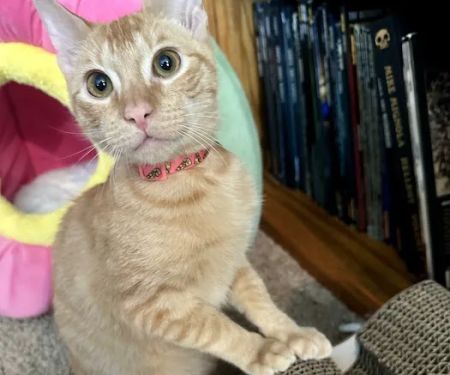 Banfield Pet Hospital