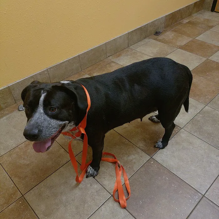 Banfield Pet Hospital Picture 4