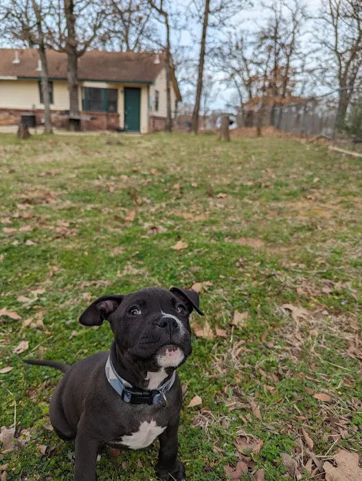 Banfield Pet Hospital Picture 7