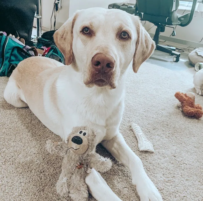 Animal Medical and Surgical Hospital East Picture 1