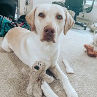 Animal Medical and Surgical Hospital East ico