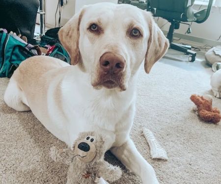 Animal Medical and Surgical Hospital East