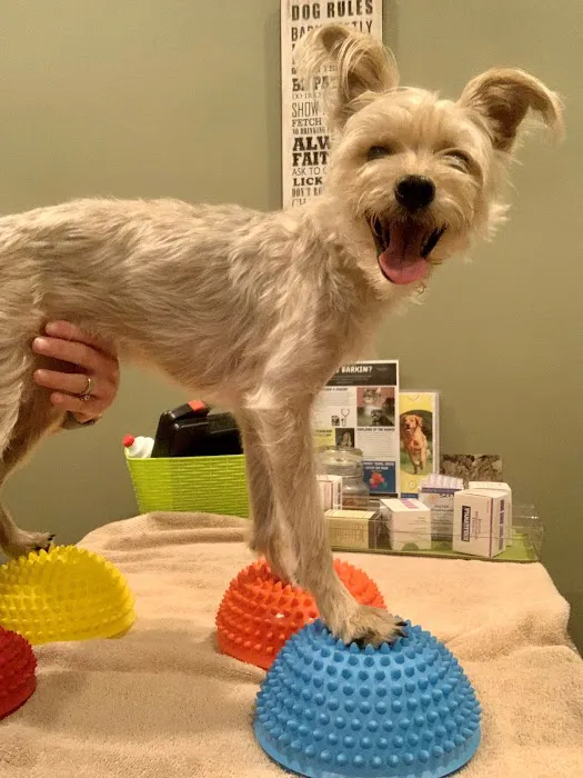 Animal Medical and Surgical Hospital East Picture 4