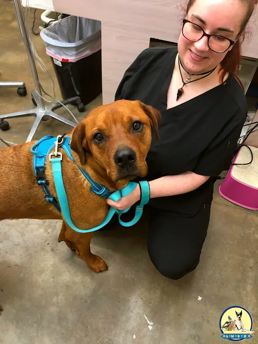 Animal Medical and Surgical Hospital East Picture 9