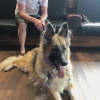 Animal Eye Clinic ico