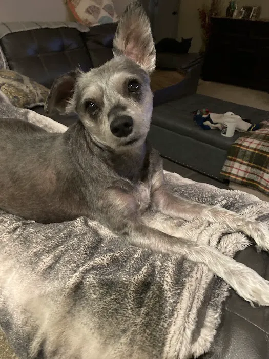 Animal Eye Clinic Picture 4