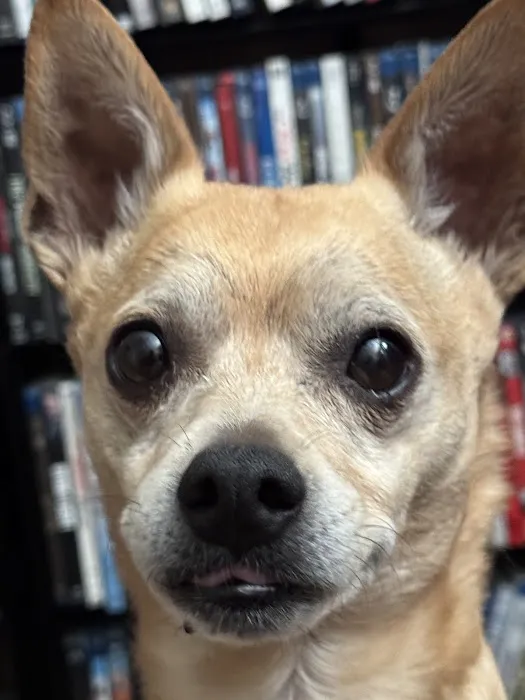 Animal Eye Clinic Picture 2