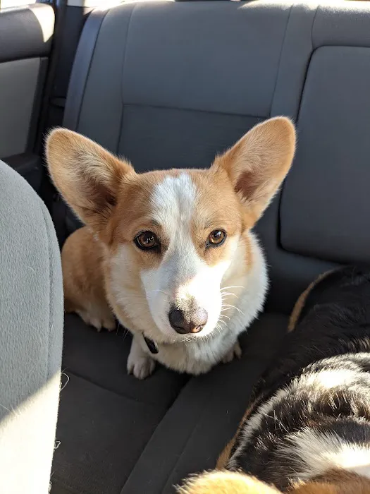 Animal Eye Clinic Picture 7