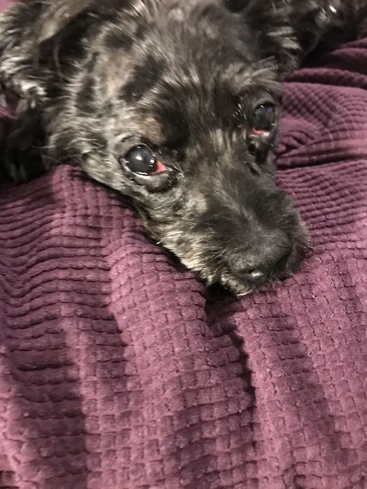 Animal Eye Clinic Picture 6