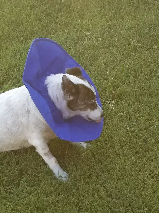 Animal Eye Clinic Picture 5