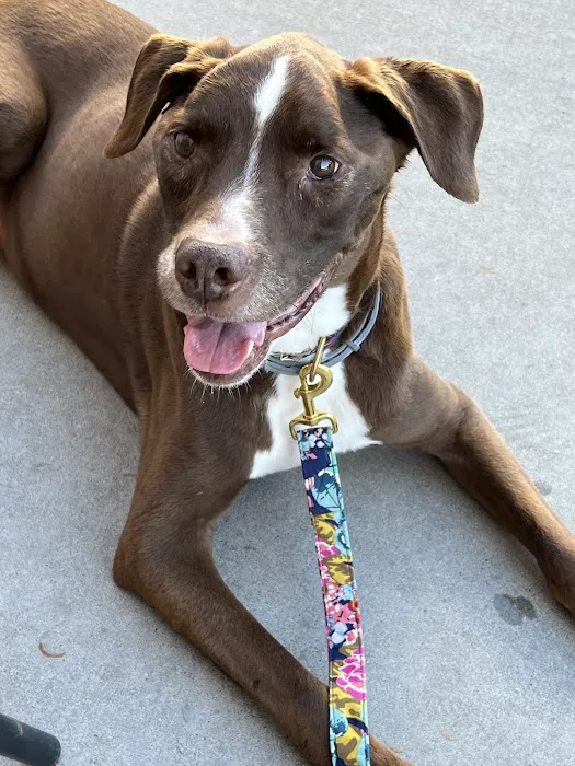 Melinda Upton, DVM Picture 2