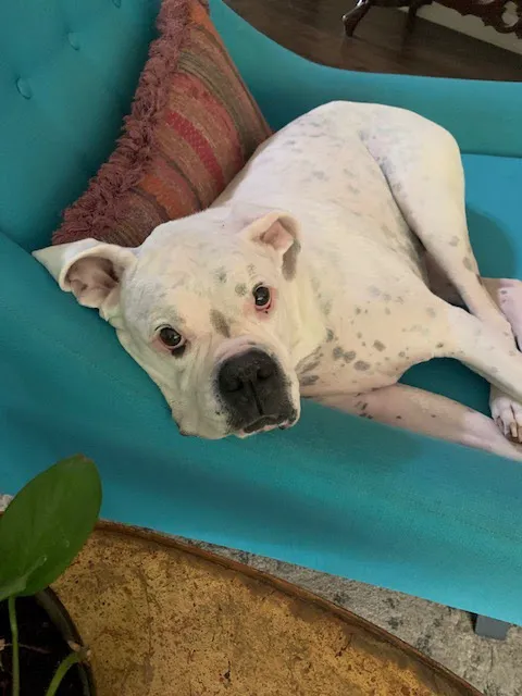 Melinda Upton, DVM Picture 1