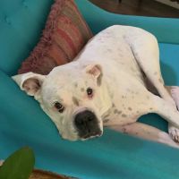 Melinda Upton, DVM ico