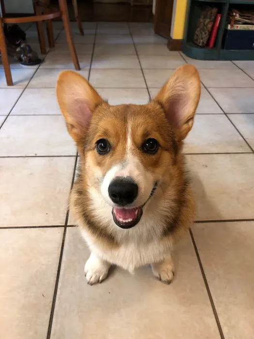 Skiatook Animal Clinic Picture 1