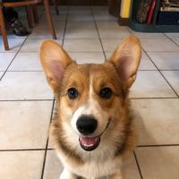 Skiatook Animal Clinic ico