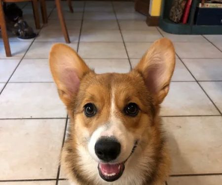 Skiatook Animal Clinic