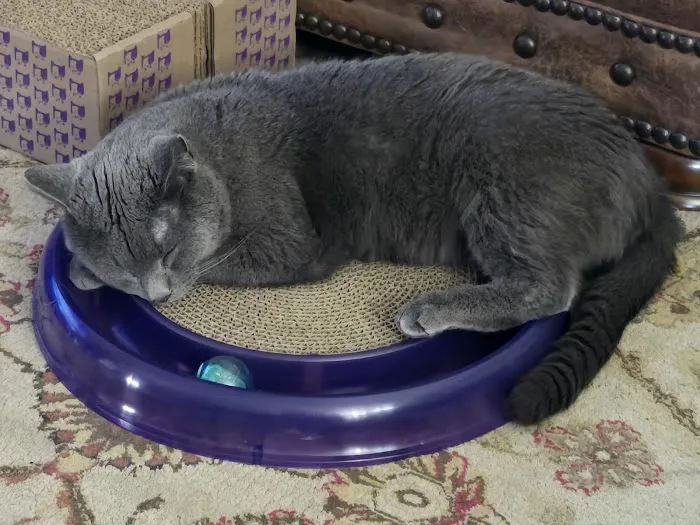 Skiatook Animal Clinic Picture 5