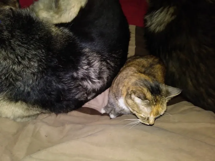 Skiatook Animal Clinic Picture 9