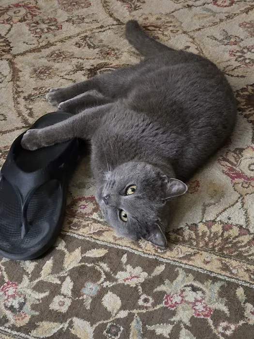 Skiatook Animal Clinic Picture 7