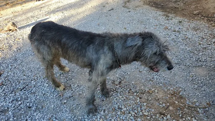 Skiatook Animal Clinic Picture 8