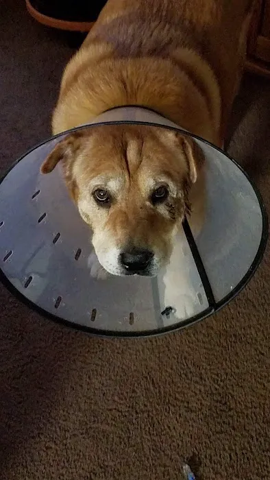 Skiatook Animal Clinic Picture 6