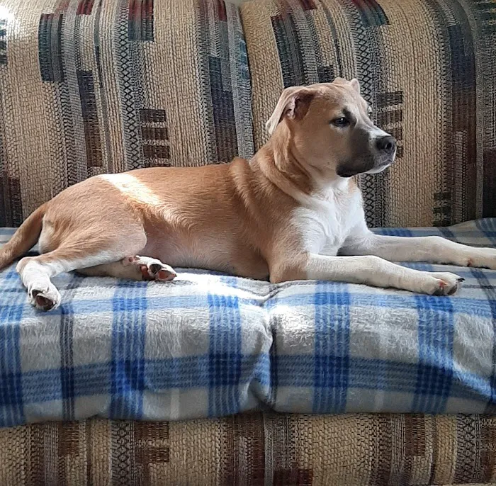 Skiatook Animal Clinic Picture 10