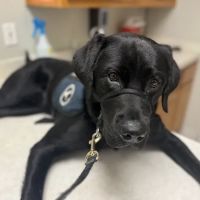 SAHO Skiatook Animal Hospital ico