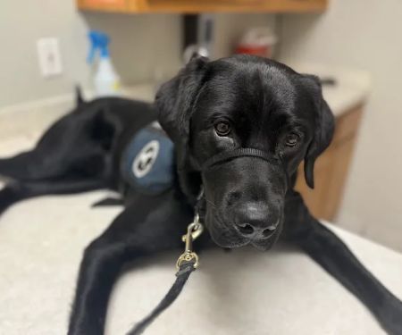 SAHO Skiatook Animal Hospital