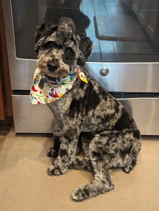 SAHO Skiatook Animal Hospital Picture 2