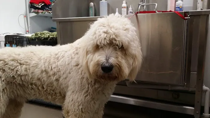 SAHO Skiatook Animal Hospital Picture 4