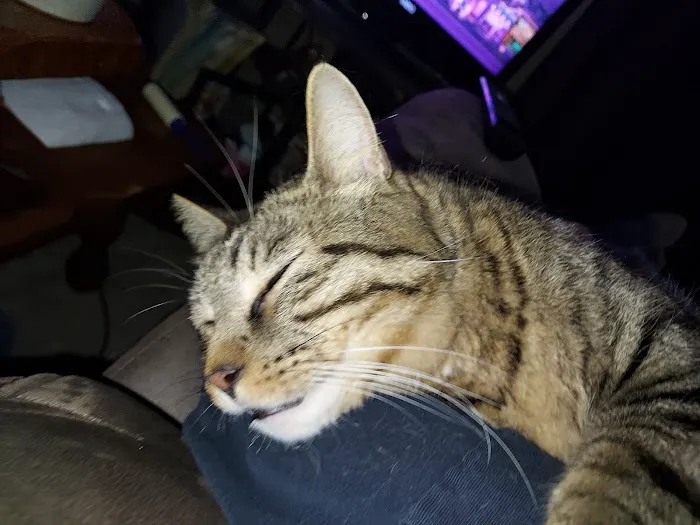 Sheridan Road Veterinary Clinic Picture 1