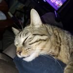 Sheridan Road Veterinary Clinic