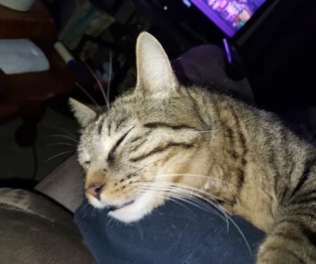 Sheridan Road Veterinary Clinic