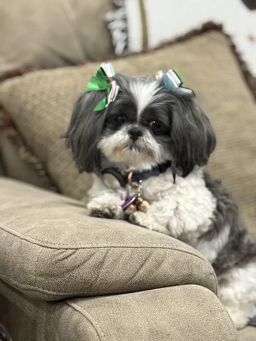 Sheridan Road Veterinary Clinic Picture 5