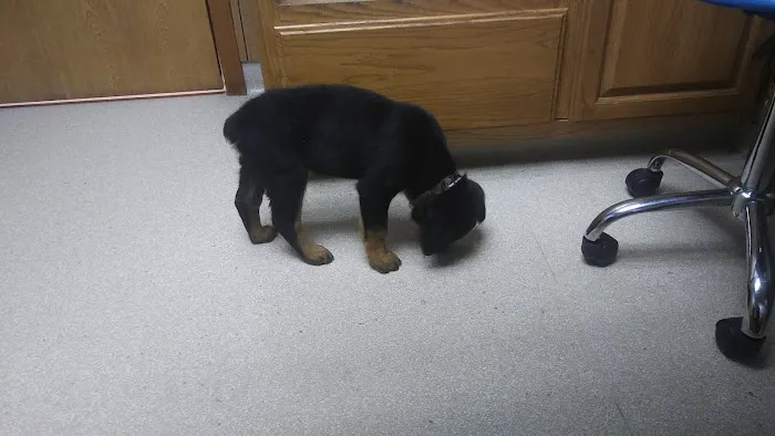 Sheridan Road Veterinary Clinic Picture 2