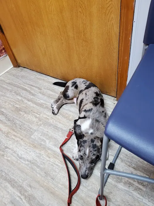 Sheridan Road Veterinary Clinic Picture 7