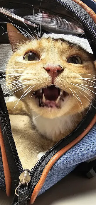 Tulsa Veterinary Specialists Picture 2