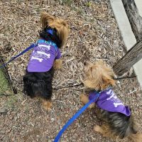 Tulsa Veterinary Specialists ico