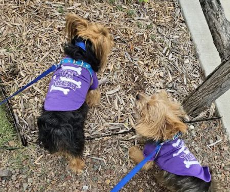 Tulsa Veterinary Specialists