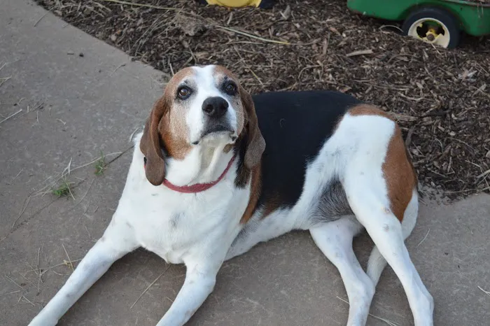 Animal Emergency Center of Tulsa Picture 4