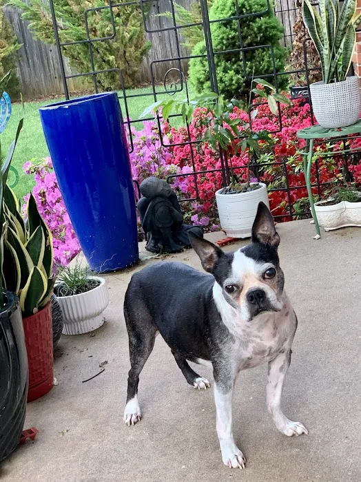 Animal Emergency Center of Tulsa Picture 7