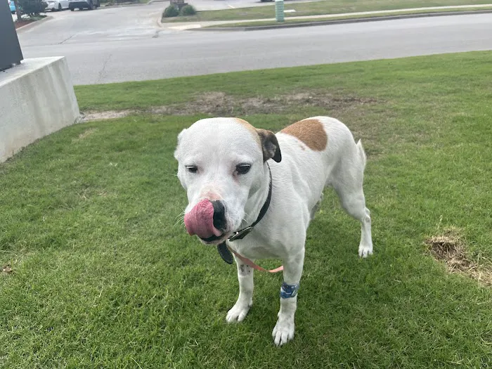 Animal Emergency Center of Tulsa Picture 6