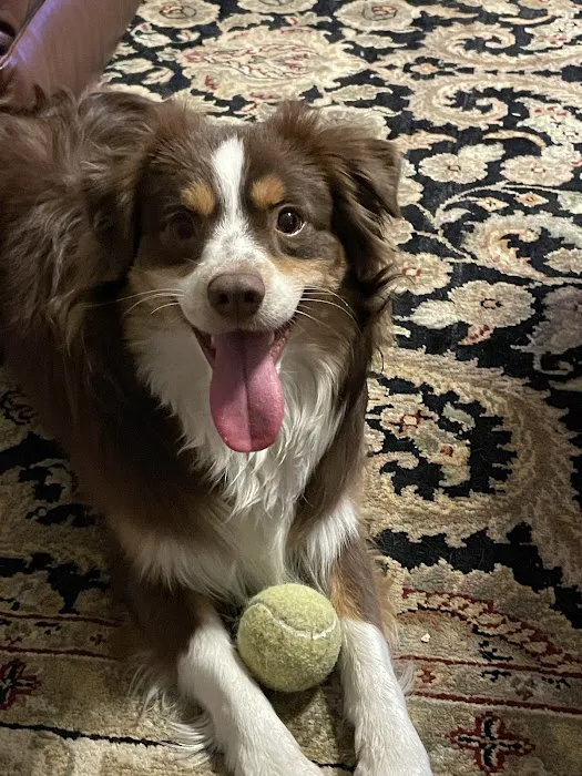 APC Veterinary Picture 3