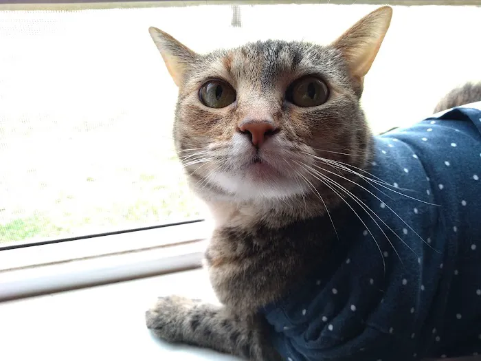 APC Veterinary Picture 2