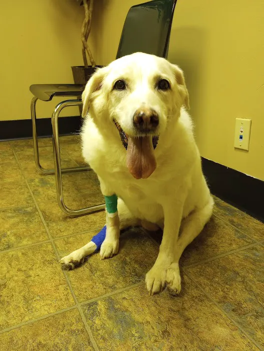 APC Veterinary Picture 6